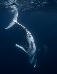 Humpback Whale Mother and Calf © Sean