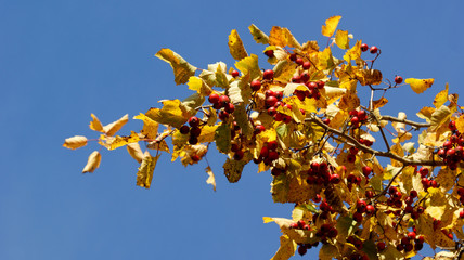 red ripe berries of hawthorn on branches in clusters with yellowed leaves on a sunny sunny autumn day in the garden