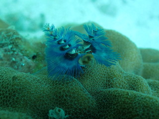 海中の青いクリスマスツリー