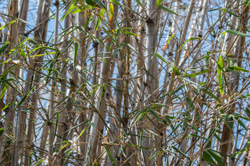 bamboo tree