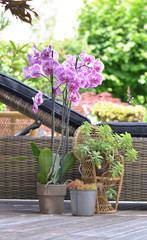 beautiful pink orchid in flowerpot on a wooden relaxing terrace