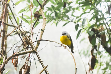 one eastern yellow robin Lamington National Park Queensland Australia small cute little wildlife mist