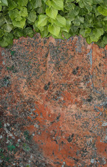 Old painted concrete wall creeper vines, ivy. Vintage panoramic banner background.