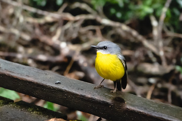 one eastern yellow robin Lamington National Park Queensland Australia small cute little wildlife