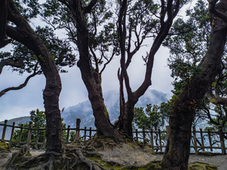 tree in tangkuban perahu mountain