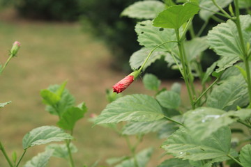 strawberry in the garden