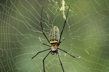 spider on web