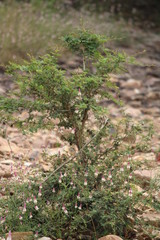 Obraz premium moss on the wall