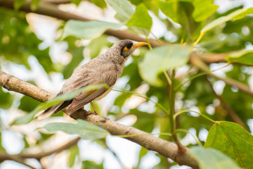 Obraz premium Noisy Miner