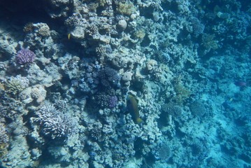 A bright parrot fish swims among corals in the Red Sea, Egypt