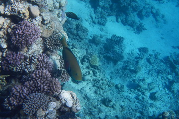 A bright parrot fish swims among corals in the Red Sea, Egypt