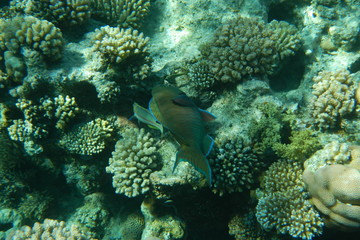 Fototapeta na wymiar A bright parrot fish swims among corals in the Red Sea, Egypt