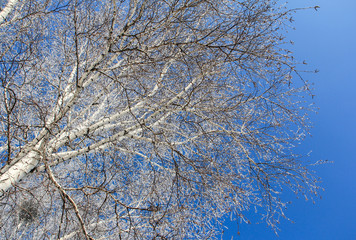 Winter landscape. Tree on a background of blue sky.