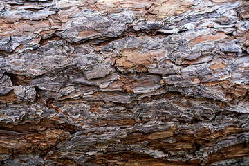 Closeup Brownish Tree Bark Texture For Background or Overlay , The background is a close-up bark picture.