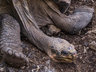 Giant Galapagos Tortoise 