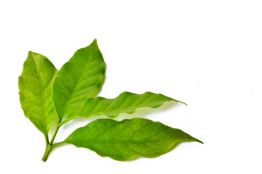  leaves iof coffee solated on white background