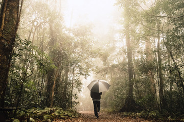 a men walking foggy rain forest with umbrella Australia Queensland Lamington national park mist misty weather