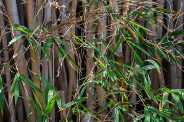 bamboo tree
