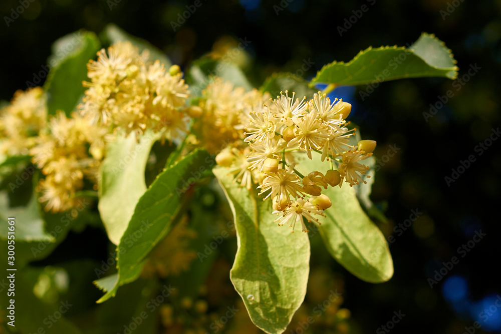 Wall mural flowering large-leaf linden (tilia). the branches are covered with yellow flowers. medicinal plant. 