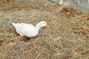 young white ducks on dry grass in a farm, white duck in thailand