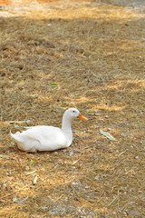 young white ducks on dry grass in a farm, white duck in thailand