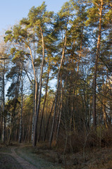 spruce forest, pinery, pine forest, Pine Tree, Fairy Forest, untouched spruce forest