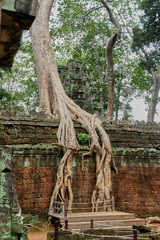 Trees and roots of Angkor Wat