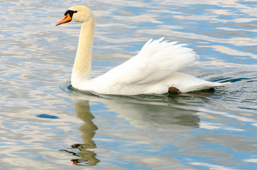 Naklejka premium White mute swan swimming with reflection