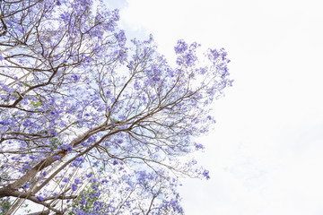 jacaranda tree in bloom Australia Queensland flowers on a blue background