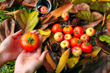 Tomato in hand red color on dried brown leaves autumn season background, Thanksgiving or Halloween festival in fall, fruits and vegetables harvesting time, copy space