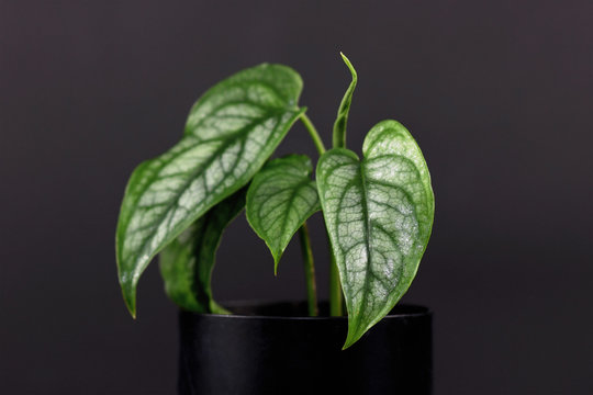 Rare Tropical 'Monstera Siltepecana' House Plant In Small Black Flower Pot On Dark Black Background