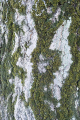 木　苔　テクスチャー　木肌