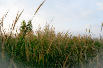 Naklejka premium grass on background of blue sky