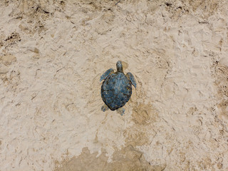 Aerial top to down view at a green turtle sunbathing on a Kamaole Beach III, Kihei, Maui.