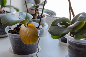 yellowed leaves of the houseplant Orchid