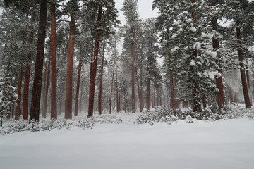Forest at winter. Snow falls down from a tall pine trees, Bend, Oregon