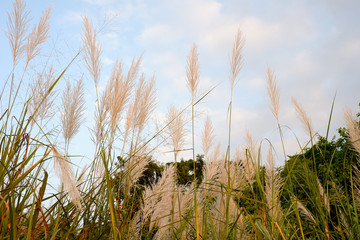 grass and sky