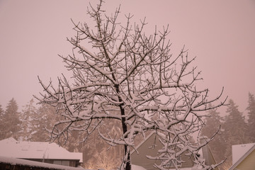 Tree covered in snow during massive snowfall with snow covered roofs in the background, Hillsboro neighborhood, Oregon. Snowfall makes soft diffused light of an unusual soft pink/beige color cast