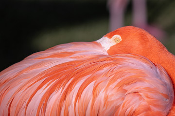 Up close portrait of a pink flamingo hiding his beak in a feathers on a back