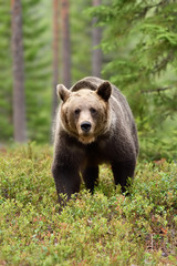brown bear in forest background
