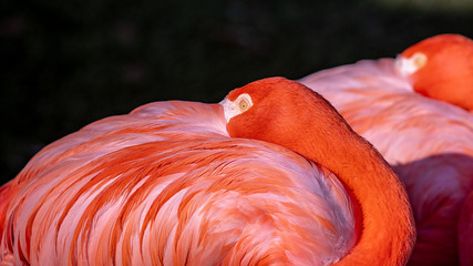 Up close portrait of a pink flamingos hiding his beak in a feathers on a back