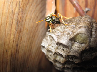 fly on a leaf