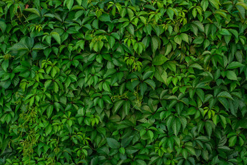 Obraz premium Green leaves of wild grapes. Natural green background. The concept of the old summer garden.