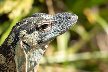 Lace monitor during the day.