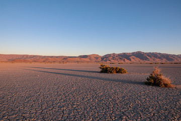 Sunrise in Alvord desert. Small bushes cast long shadows from a low sun