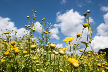 Field of chrysanthemums in the air, clear sky and sunbeam, natural concepts