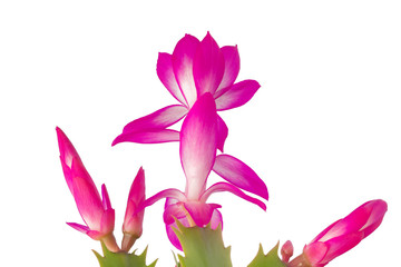 Vivid exotic flower with thin magenta petals isolated on white background