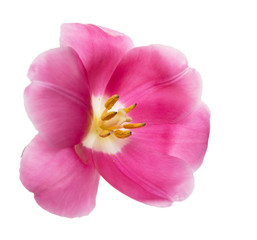 pink tulip on a white background