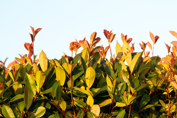 colorful leaves on a bush as background