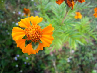  calendula